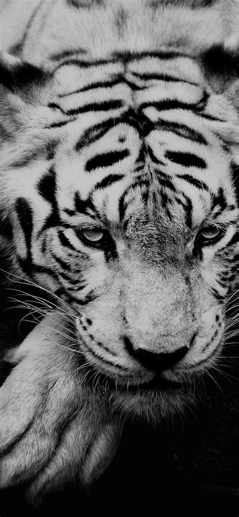 Top 135 Black Tiger Wallpaper Hd