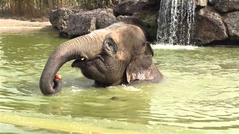 This post will answer that question and also tell you some interesting facts about elephants. Elephant eating an apple in the water - YouTube