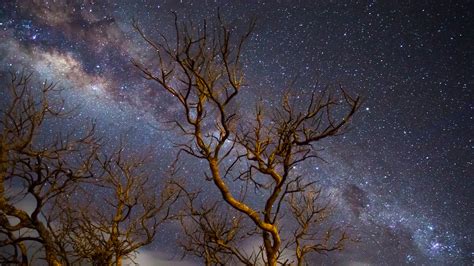 Milky Way Galaxy Tree Dark 4k Wallpaperhd Nature Wallpapers4k