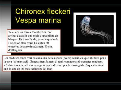 Chironex Fleckeri