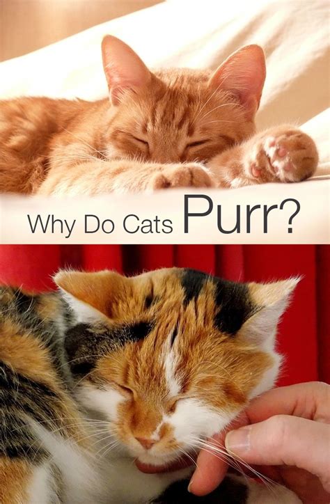 It is believed that certain frequencies or clinical observations of cats that are suffering from upper respiratory conditions resulting in dyspnea, or trouble breathing, indicate that purring helps the. Are Cats Happy When They Purr - The Myths And Magic Of ...