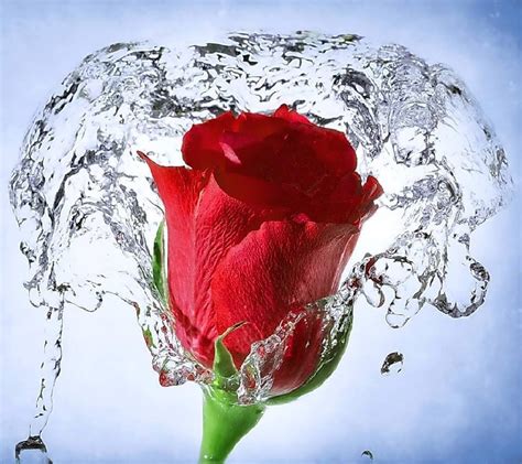 วอลเปเปอร์ ภาพประกอบ น้ำ ดอกกุหลาบ ดอกไม้สีแดง กระเด็น ปลูก งา