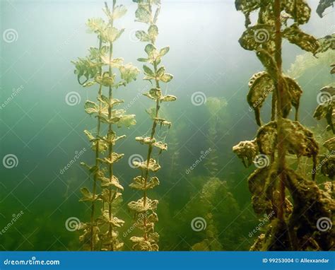 Underwater Flora Underwater Plants Rivers Lakes Pond Stock Photo