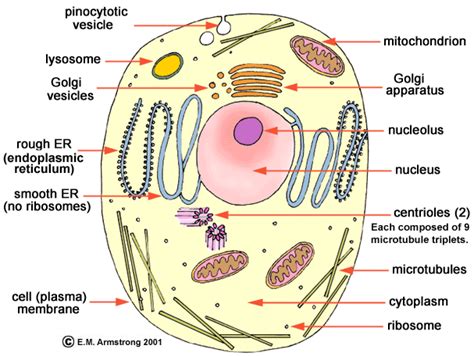 Maybe you would like to learn more about one of these? BASIC CELL KNOWLEDGE - CELLS|PATHOGENS