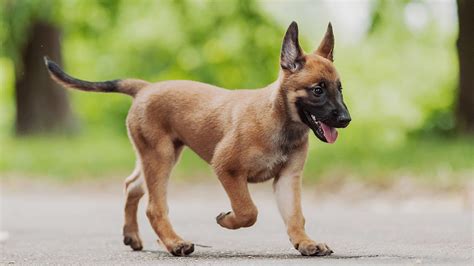 Belgian Dog Breeds Seven Amazing Pups That Come From Belgium