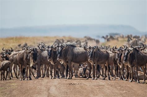 Serengeti Wildebeest Migration Calving Safari 8 Days Calving Season