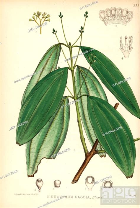 chinese cinnamon or cassia cinnamomum cassia handcoloured lithograph