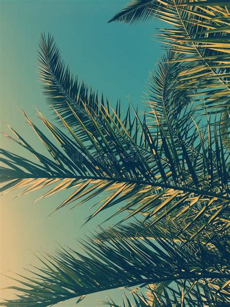Palm Tree Leaves And The Sky Summertime Travel Background Stock Image