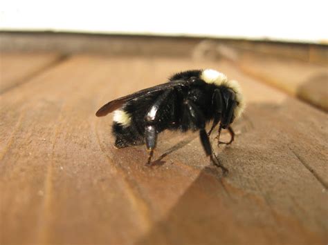 Yellow Faced Bumble Bee Project Noah
