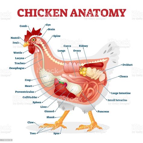 Chicken Anatomy Vector Illustration Labeled Biological Inner Organs Scheme Stock Illustration
