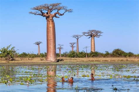Which Countries Have Baobab Trees Quora