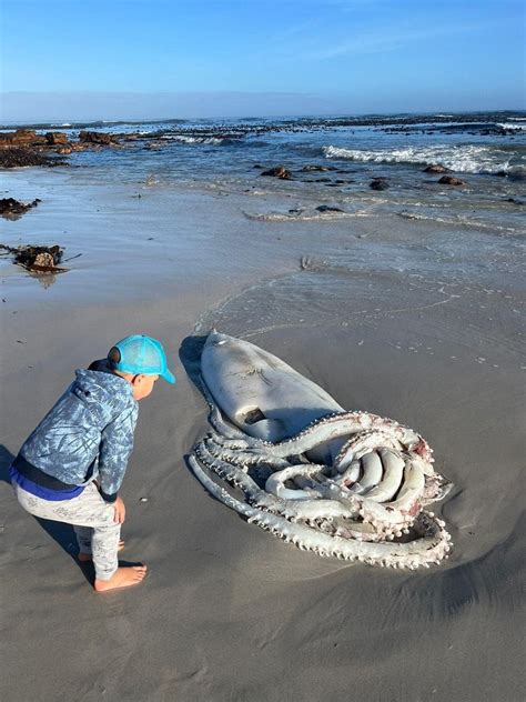 This Giant Squid Washed Up On The Beach At Kommetjie South Africa