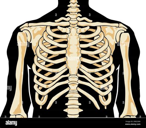 Human Anatomy Chest Vector Illustration Stock Vector Image And Art Alamy
