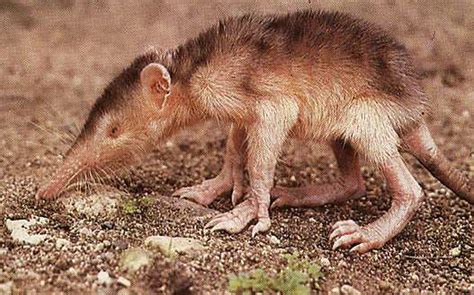 Strange Facts The Worlds Ugliest Animals Top 20