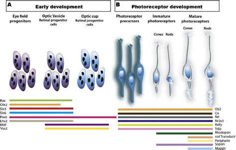 Transcriptional Control Of Photoreceptor Development A Schematic