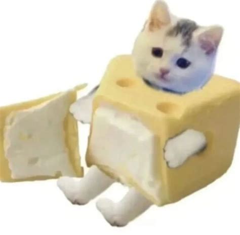 Thesuitedcat The Cheese Catreal Threads