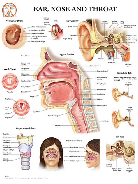 Ear Nose And Throat Anatomical Wall Chart Anatomicalstore