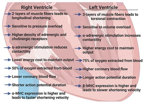 Frontiers Physiology Of The Right Ventricle Across The Lifespan