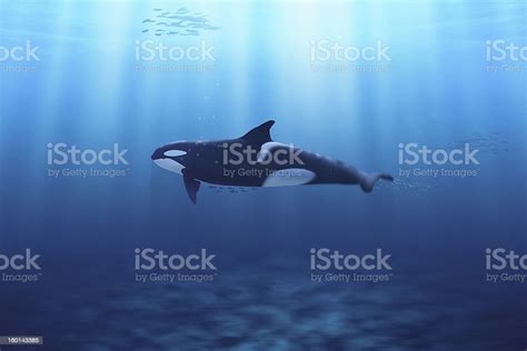 Killer Whale Stock Photo Download Image Now Istock