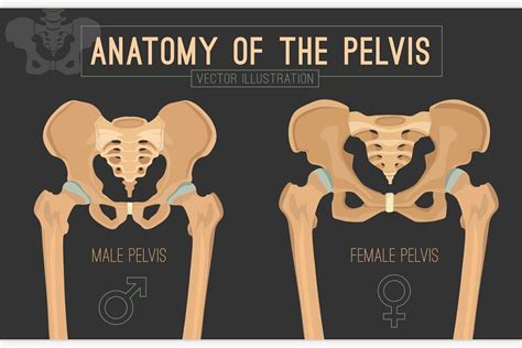 Female And Male Skeleton Differences Custom Designed Illustrations