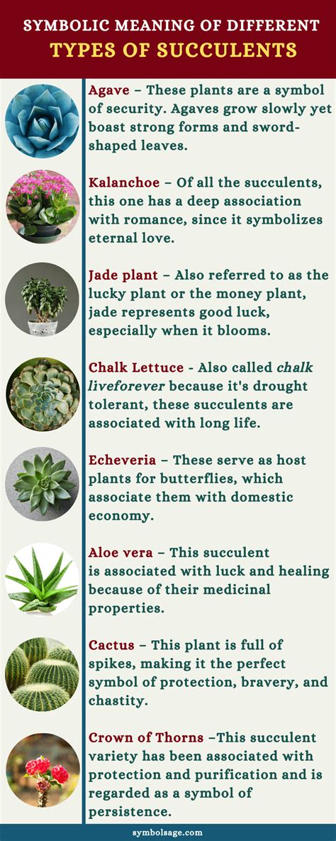 Succulents Symbolism And Meaning Symbol Sage