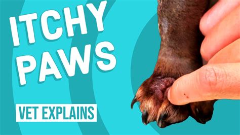 Itchy Paws From Seasonal Allergies What To Do Youtube