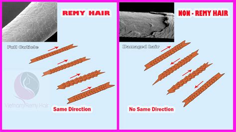Difference Remy And Non Remy Hair Blog Vietnam Remy Hair