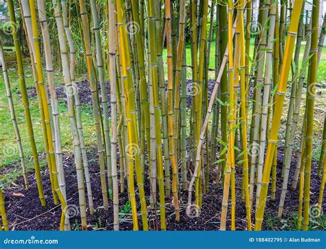 Grove Of Fast Growing Green Bamboo Stalks In A Garden Stock Image