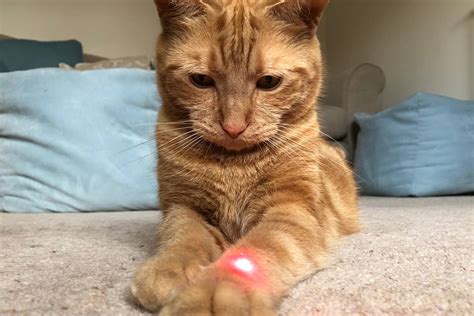 Zašto Mačke Jure Laser Moj Ljubimac