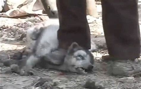 Petition · Stop Raccoon Dogs Being Skinned Alive In China For Fake Ugg