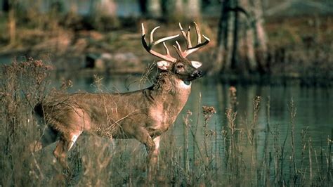 Whitetail Deer Hunting Wallpaper