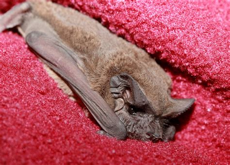 Home Bat Conservation And Rescue Of Virginia