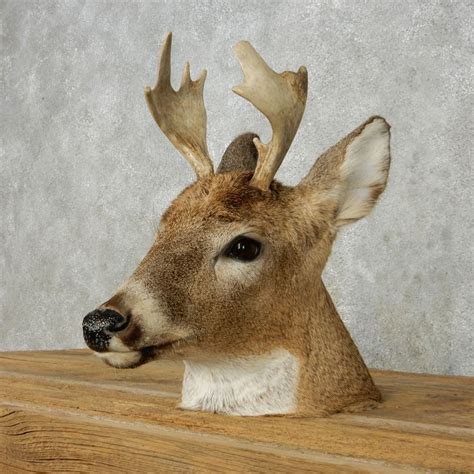 Whitetail Deer Head Mount For Sale 13960 The Taxidermy