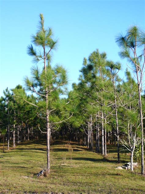 Common Florida Pine Trees Real Estate