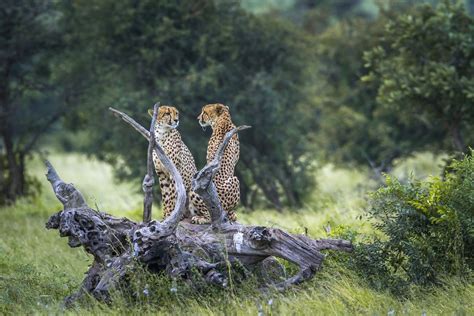 South Africa Safari Kruger National Park 7 Days Kimkim