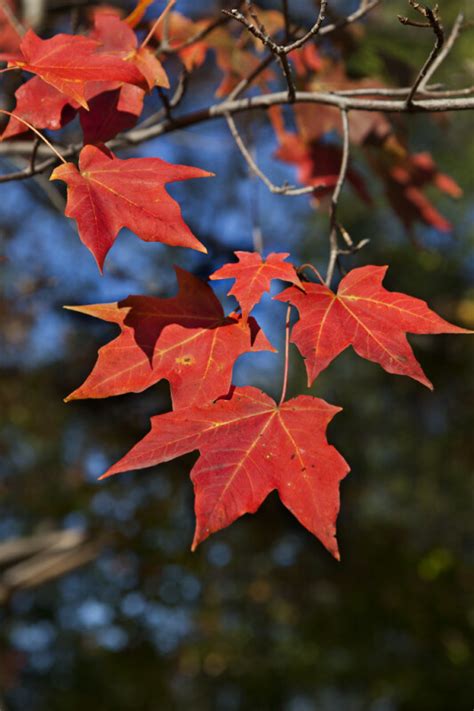 Red Maple Leaves With Yellow Veins Clippix Etc Educational Photos