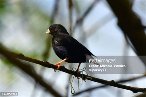 Village Indigobird Photos And Premium High Res Pictures Getty Images