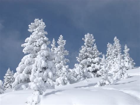 Snow Covered Trees Stock Photo Image Of Thick Deep Winter 362866