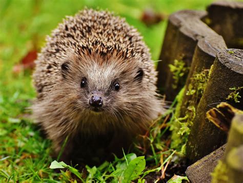 How To Create A Hedgehog Friendly Garden 5 Essential Tips