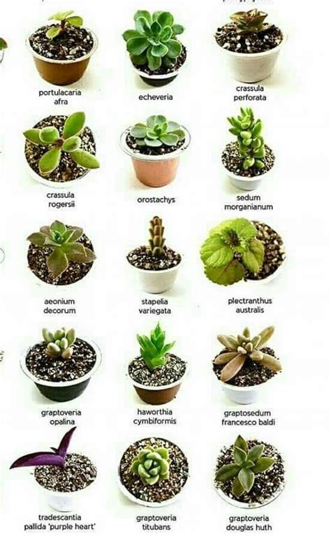Succulent Gardening Planting Succulents Planting Flowers Types Of