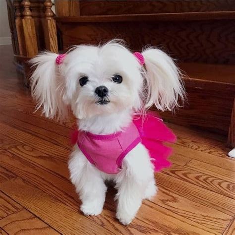 40 Most Adorable Maltese Haircuts Trending In 2021