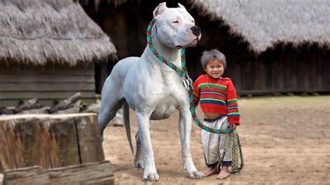 10 Bad Dog Breeds For Families With Kids The Dog Lady