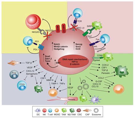 Ijms Free Full Text Influence Of Innate Immunity On Cancer Cell