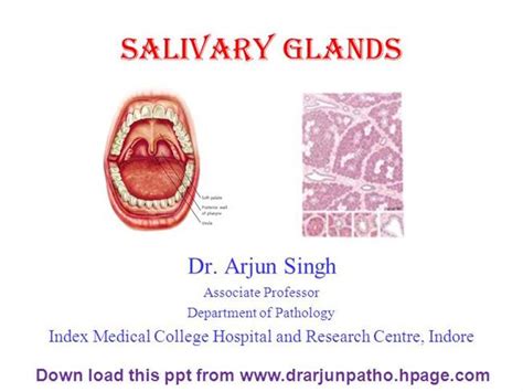 Salivary Glands Authorstream