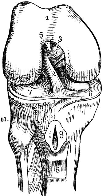 Knee-Joint | ClipArt ETC