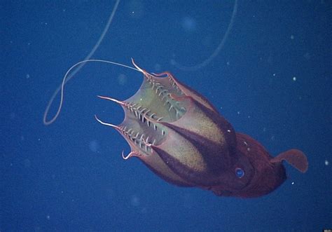 Vampire Squid Deep Sea Scavenger Eats Eyes Feces Study
