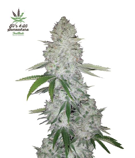 Home of the original gorilla glue, gorilla tape®, gorilla® super glue, gorilla® construction adhesive, and other premium tapes, sealants, and adhesives. Fast Buds Seeds Gorilla Glue Auto Feminised Cannabis Seeds ...