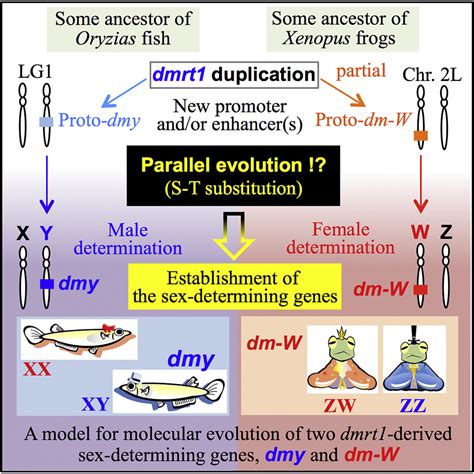 Parallel Evolution Of Two Dmrt1 Derived Genes Dmy And Dm W For