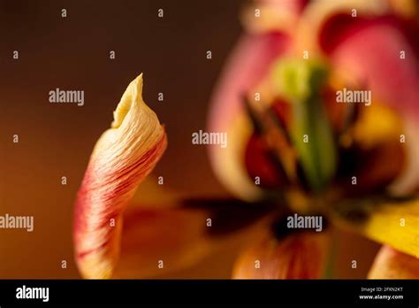 Close Up Tulip Flower Showing Reproductive Organs Stock Photo Alamy