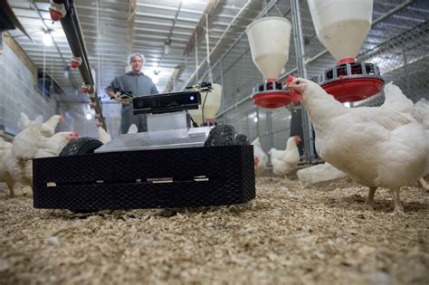 Robot Monitors Chicken Houses And Retrieves Eggs Gtri